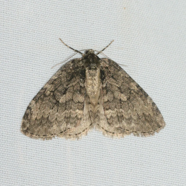 Epirrita christyi/dilutata