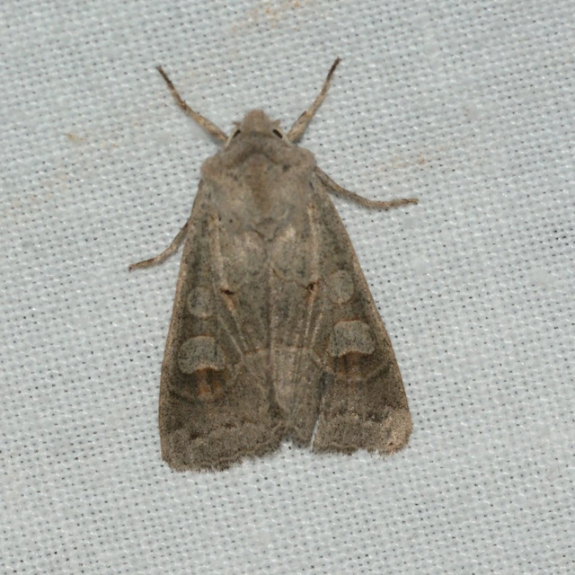 Ammoconia caecimacula - szürke őszibagoly