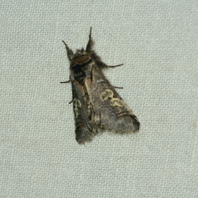 Diloba caeruleocephala - őszi kékesbagoly