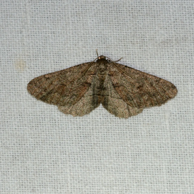 Agriopis bajaria - kökény-téliaraszoló