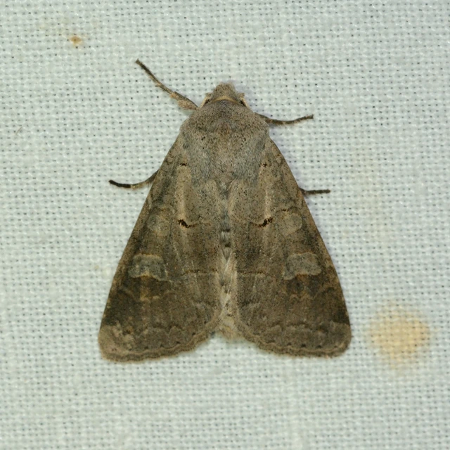 Ammoconia caecimacula - szürke őszibagoly