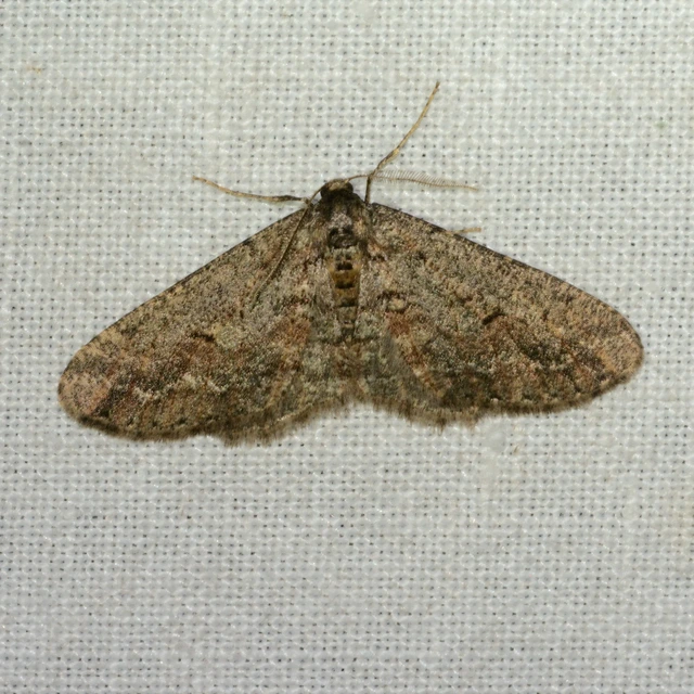 Agriopis bajaria - kökény-téliaraszoló