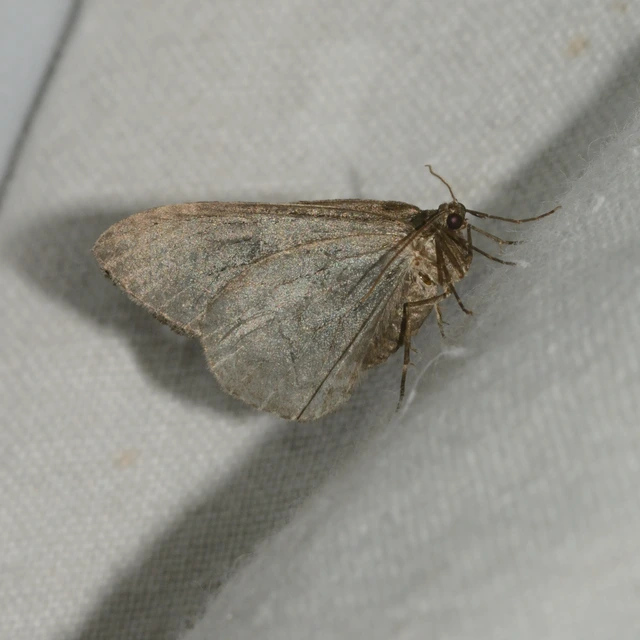 Epirrita christyi/dilutata