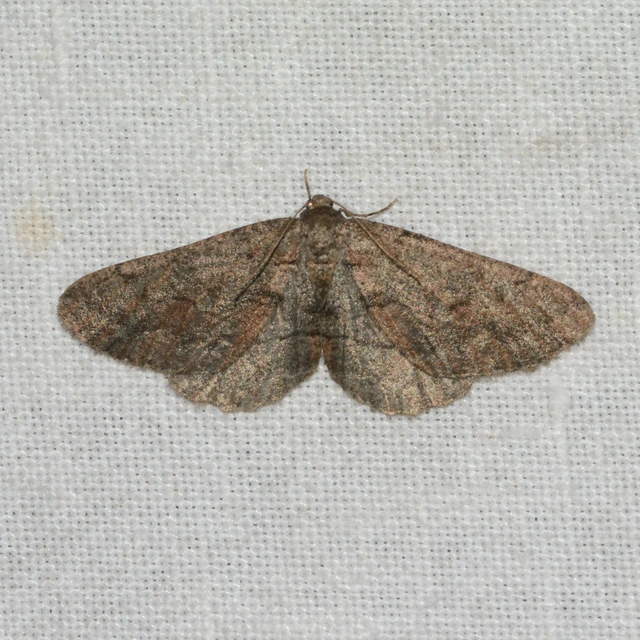 Agriopis bajaria - kökény-téliaraszoló