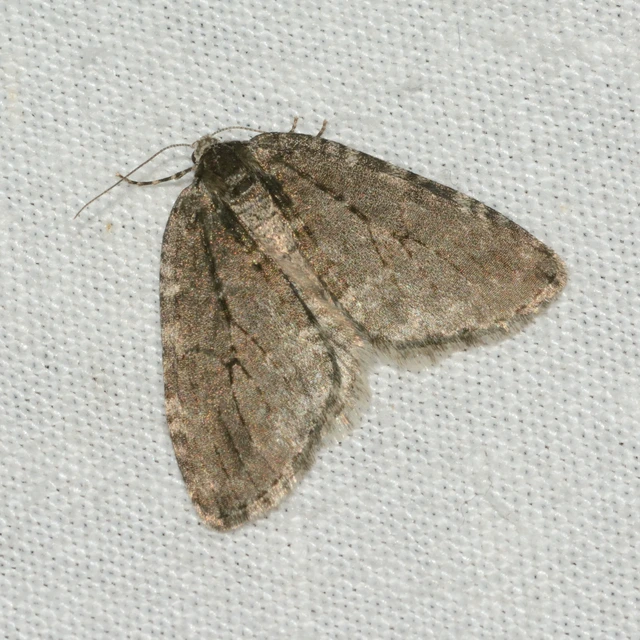 Epirrita christyi/dilutata