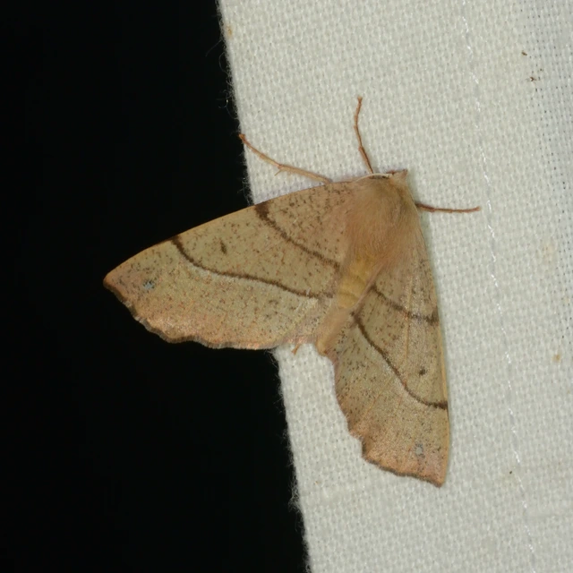 Colotois pennaria - tollascsápú araszoló