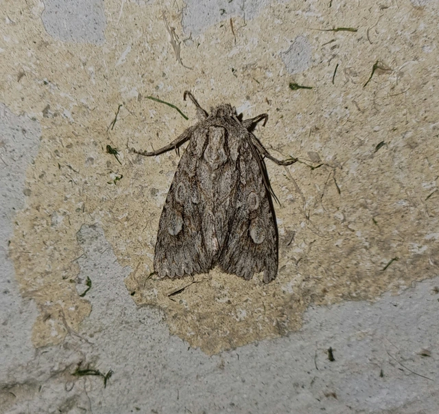 Meganephria bimaculosa - kétfoltos szilbagoly