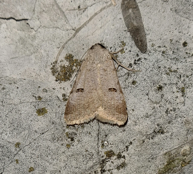 Lygephila craccae - gyakori csüdfűbagoly