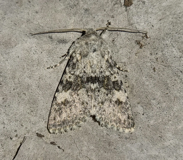 Polymixis rufocincta isolata - magyar tarkabagoly