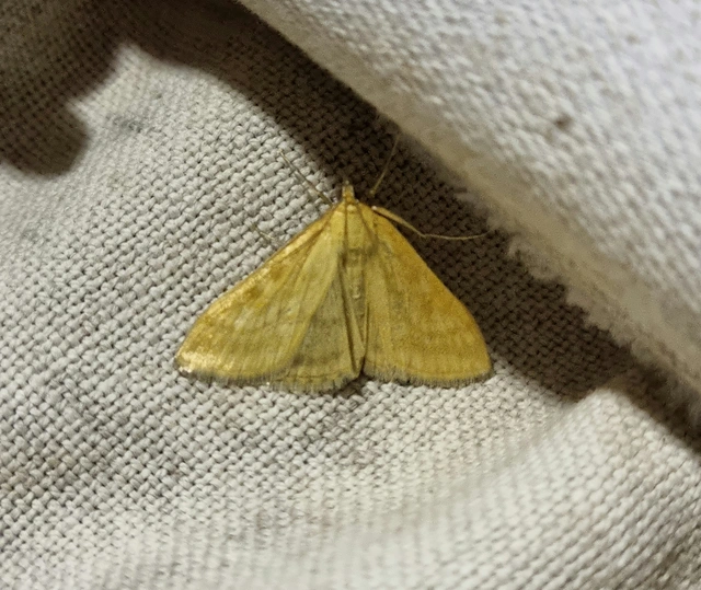 Sitochroa verticalis - világossárga dudvamoly