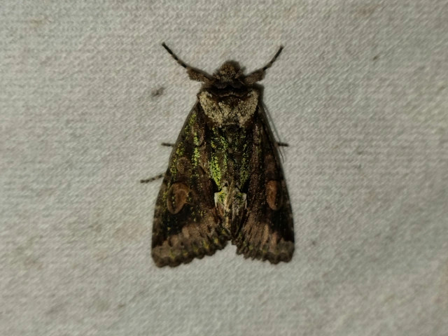 Allophyes oxyacanthae - galagonyabagoly
