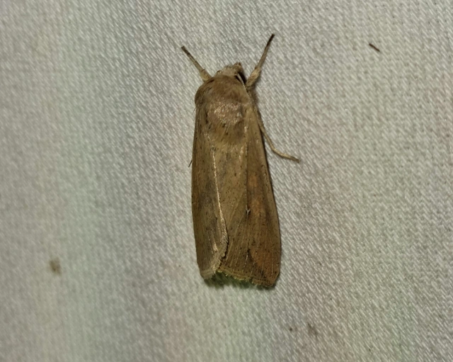 Mythimna unipuncta - hordabagoly