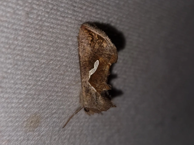Macdunnoughia confusa - cseppfoltos ezüstbagoly