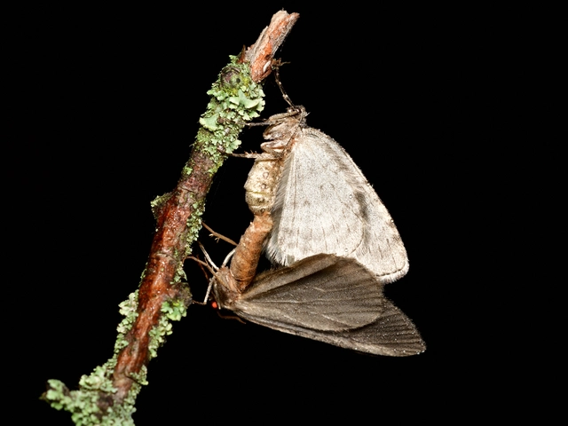 Epirrita christyi/dilutata