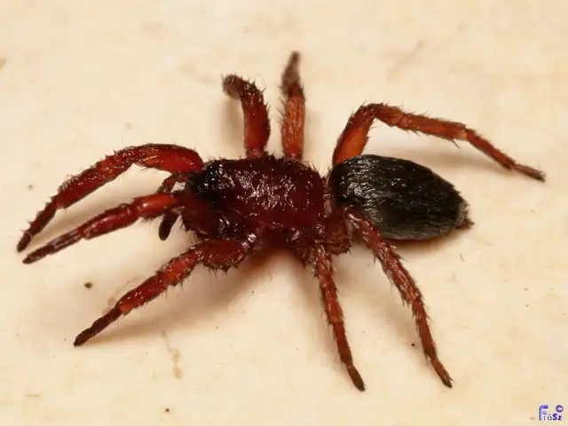 Scotophaeus