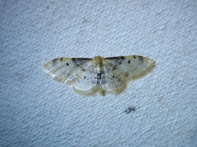Idaea filicata - sötéttövű apróaraszoló
