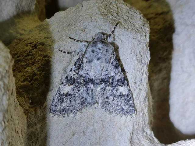 Polymixis rufocincta isolata - magyar tarkabagoly