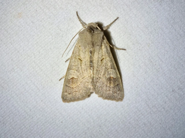 Ammoconia caecimacula - szürke őszibagoly