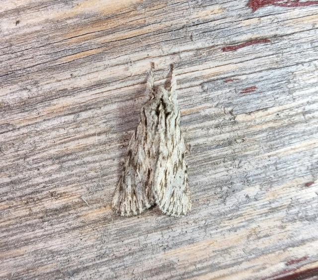 Asteroscopus sphinx - csillagnéző bundásbagoly