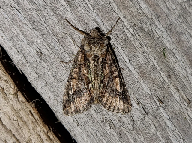 Allophyes oxyacanthae - galagonyabagoly