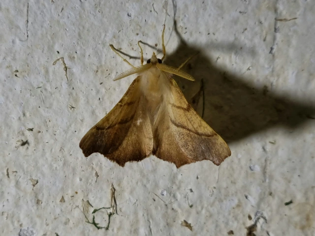 Ennomos fuscantaria - kőris-levélaraszoló