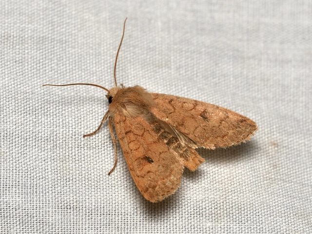 Sunira circellaris - okkersárga őszibagoly