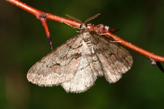 Agriopis bajaria - kökény-téliaraszoló