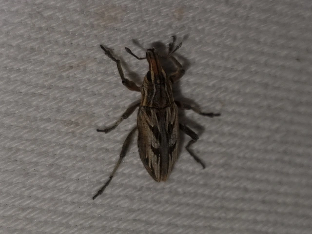Coniocleonus nigrosuturatus - nyíljegyes barkó