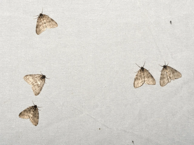 Epirrita christyi/dilutata