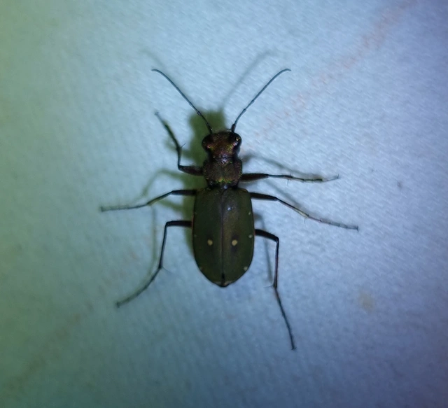 Cicindela campestris - mezei homokfutrinka