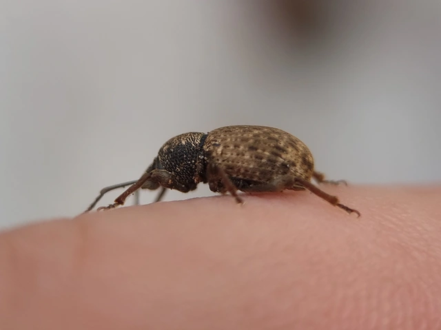 Otiorhynchus raucus - molyhos gyalogormányos