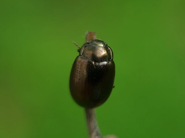 Chrysolina chalcites - homoki levelész Chrysolina chalcites - homoki levelész