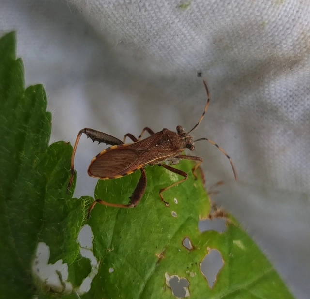Camptopus lateralis - görbelábú karimáspoloska