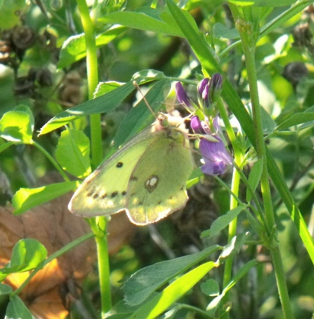 Colias erate - csángó-kéneslepke