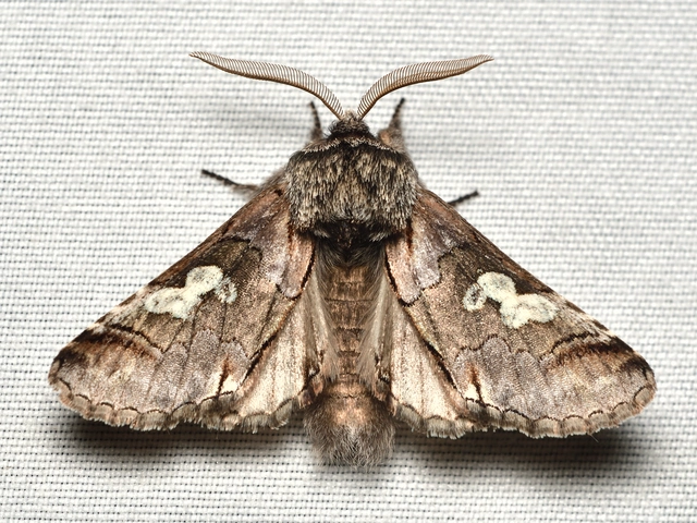 Diloba caeruleocephala - őszi kékesbagoly
