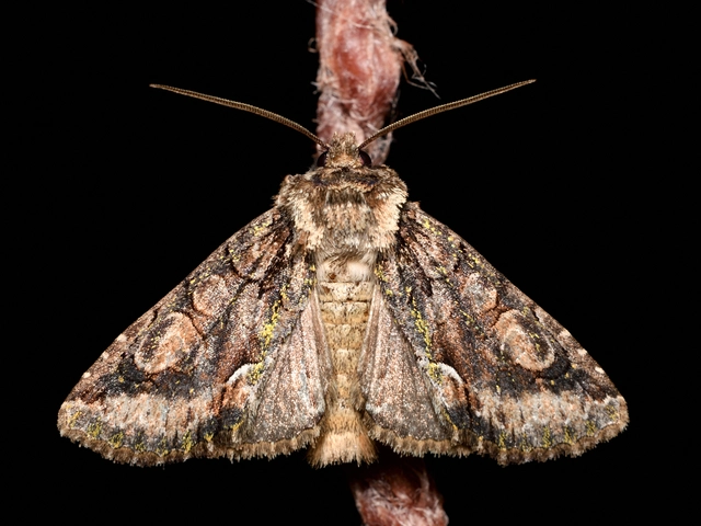 Allophyes oxyacanthae - galagonyabagoly