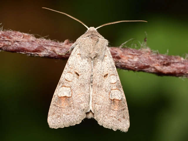 Ammoconia caecimacula - szürke őszibagoly