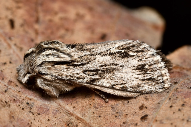 Asteroscopus sphinx - csillagnéző bundásbagoly