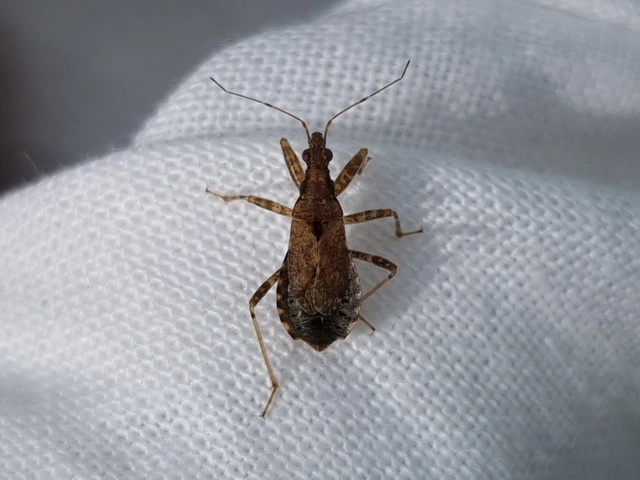 Himacerus mirmicoides - csalán-tolvajpoloska