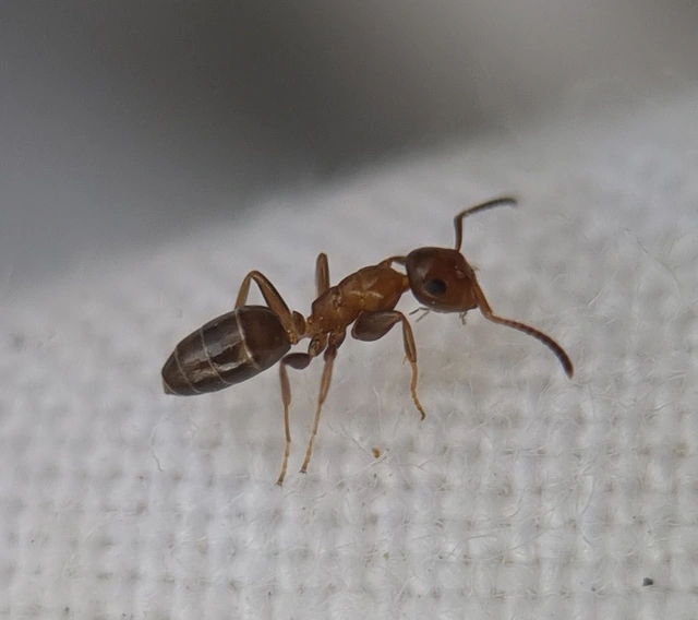 Colobopsis truncata - kapushangya