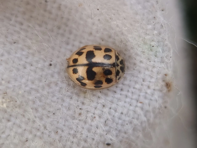Oenopia conglobata - rózsás katica