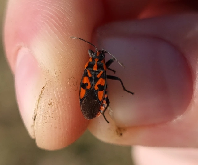 Spilostethus saxatilis - virágbodobács