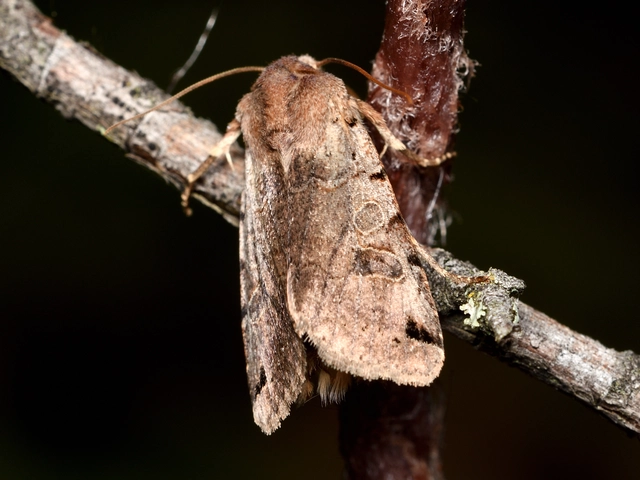 Anchoscelis litura - tarka őszibagoly