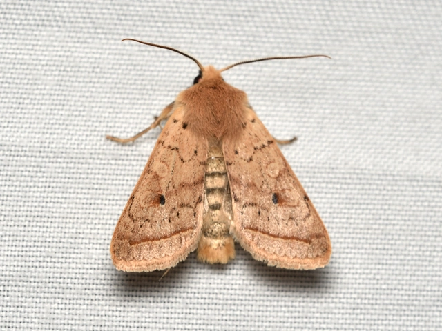 Leptologia macilenta - gyertyán-őszibagoly