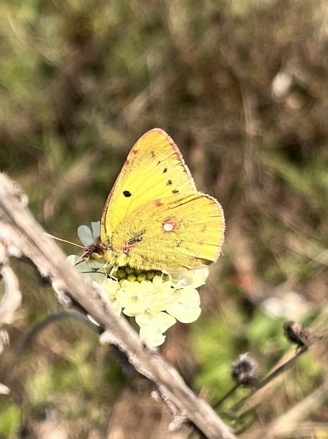 Colias erate - csángó-kéneslepke
