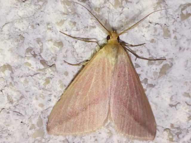 Rhodometra sacraria - rózsacsíkos araszoló