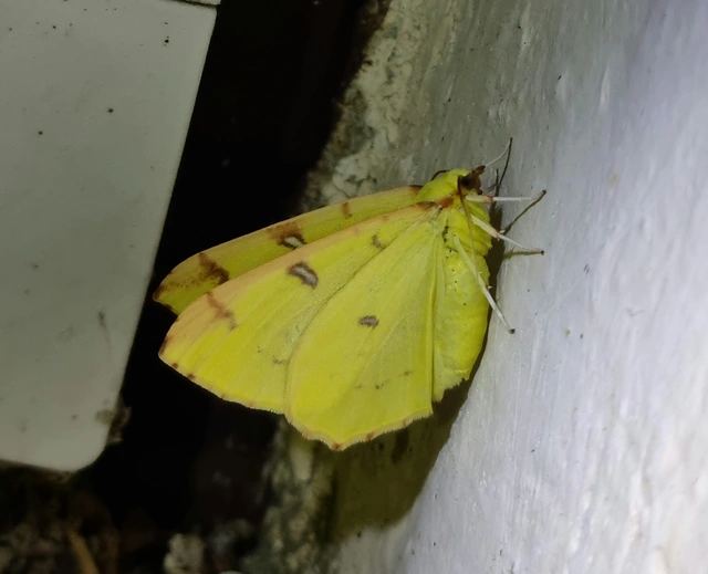 Opisthograptis luteolata - citromsárga araszoló