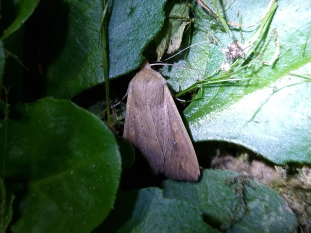 Mythimna unipuncta - hordabagoly