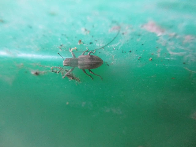 Sitona puncticollis - nagy csipkézőbogár