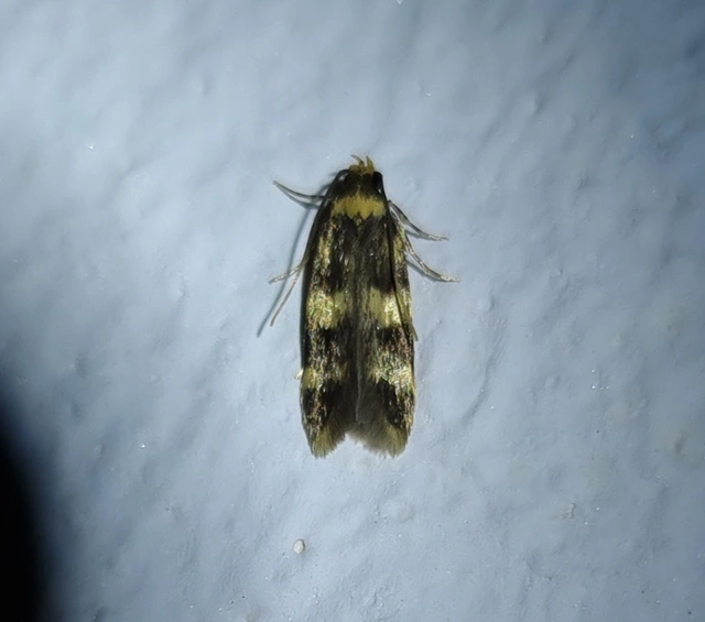 Autostichidae - avarmolyfélék